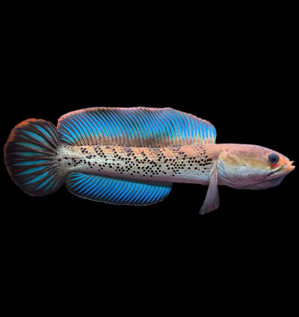 雷龙鱼活体猛鱼观赏鱼