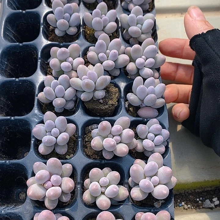 110 多肉植物盆栽花卉植物