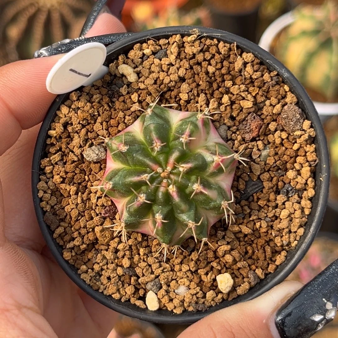 1 侧牙米哈 带盆土发货