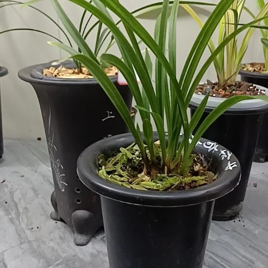 完全开放5555555588565856585636555855