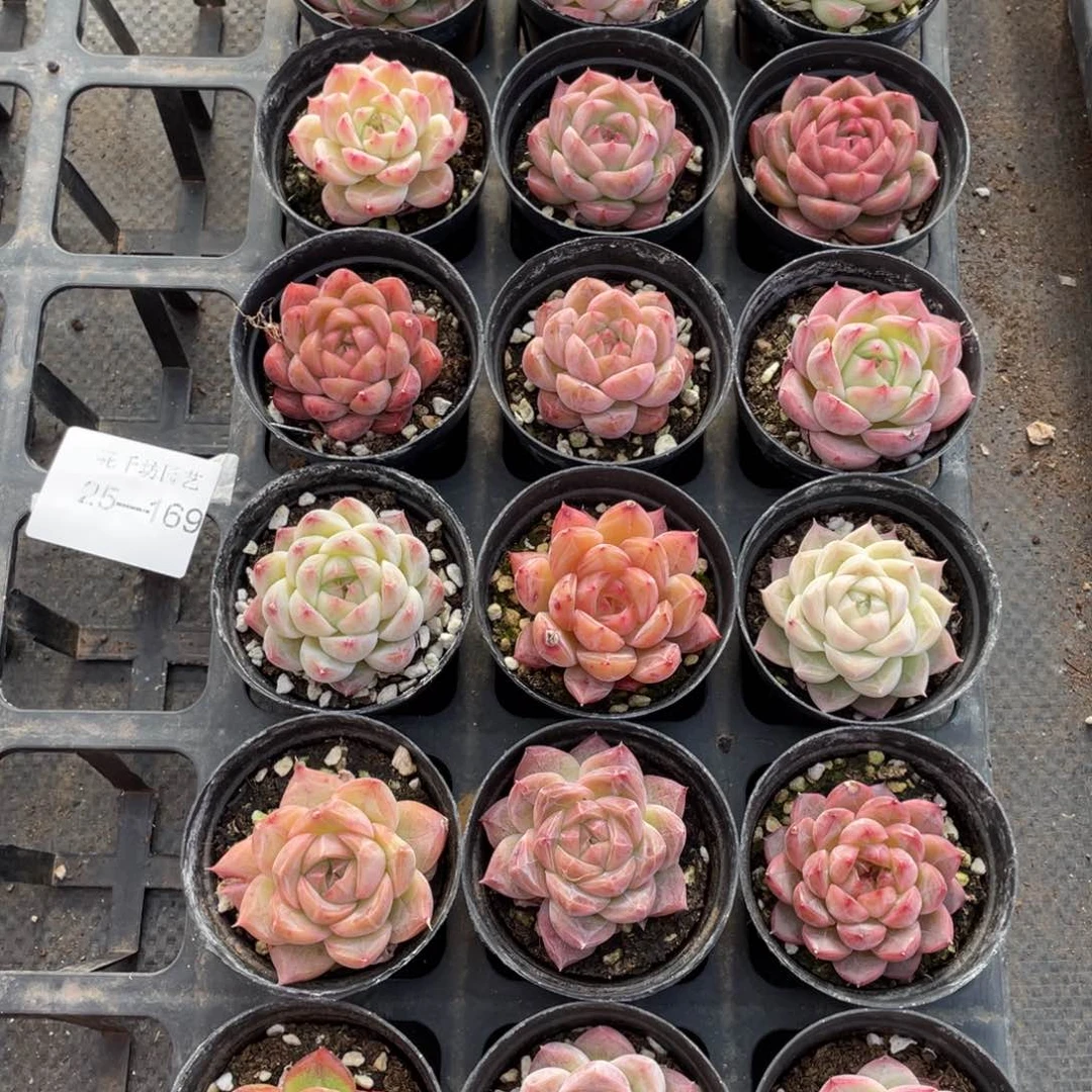 一物一拍18棵25-169