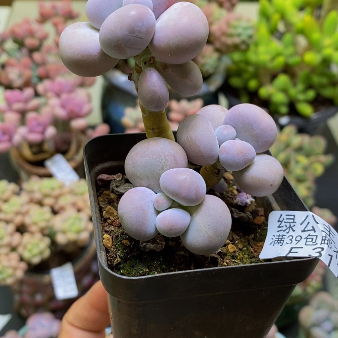 317芭比奶酪5cm多肉