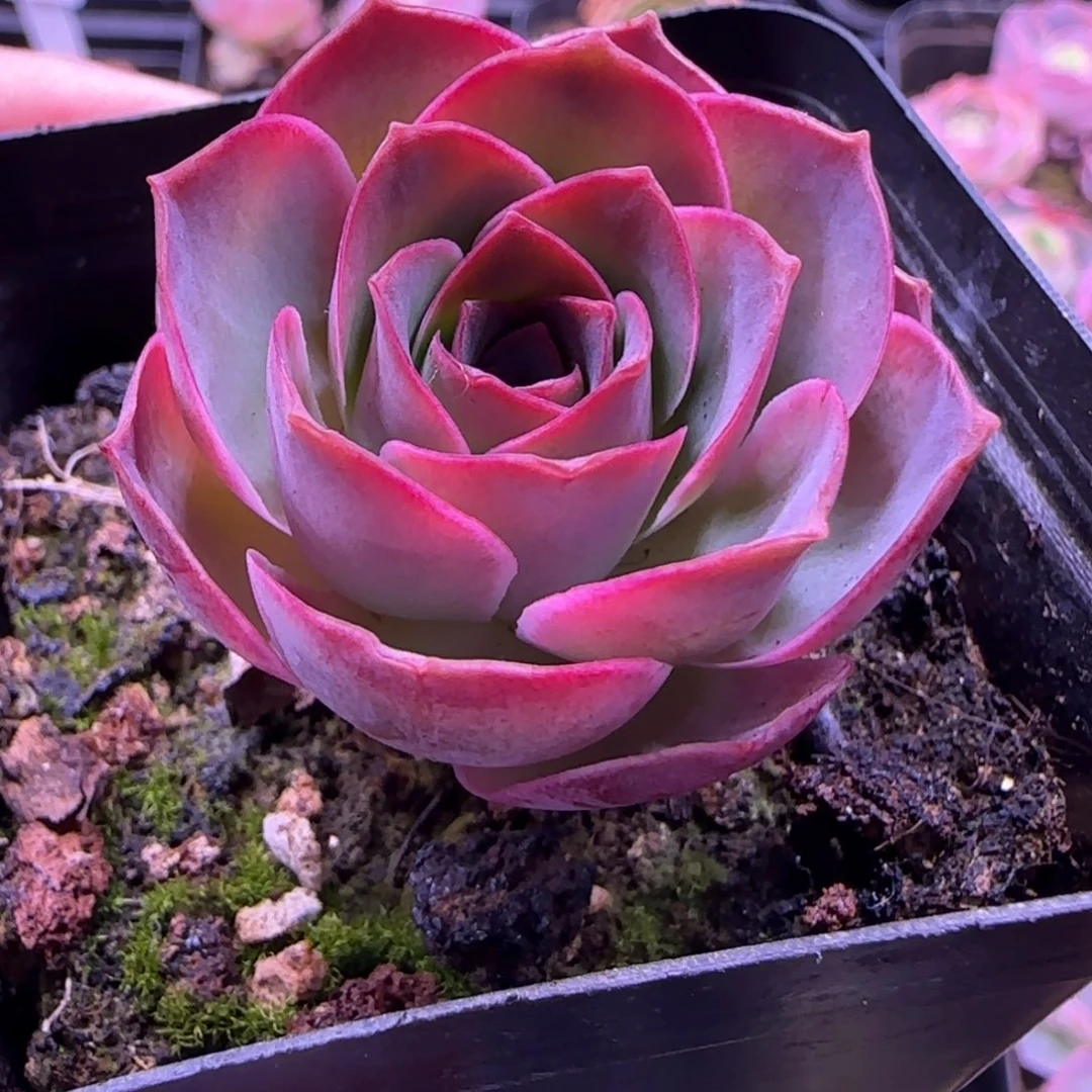 L318半城玫瑰魅影