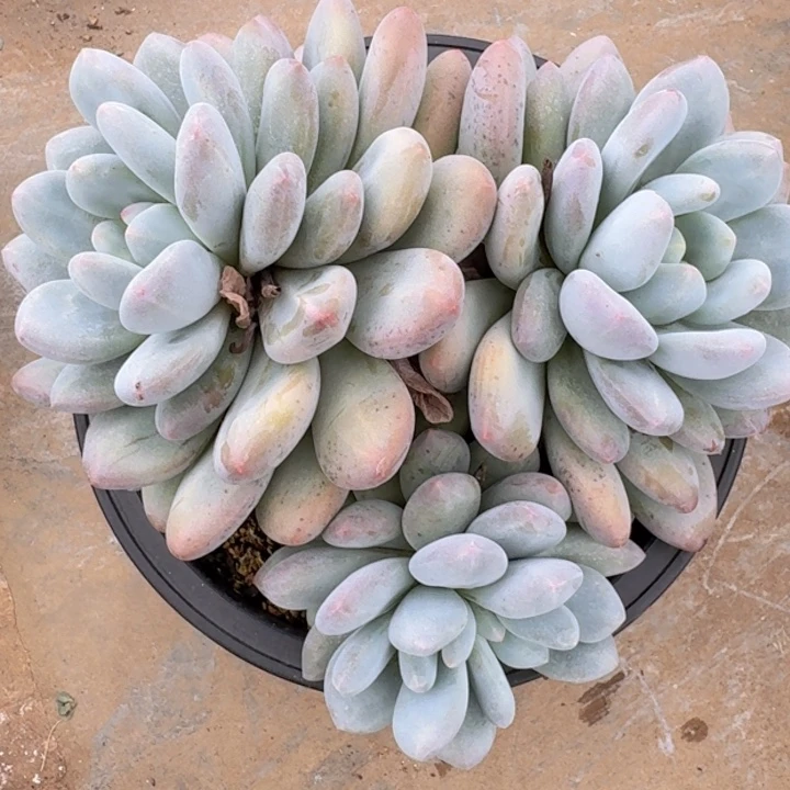 香水多肉植物一物一拍