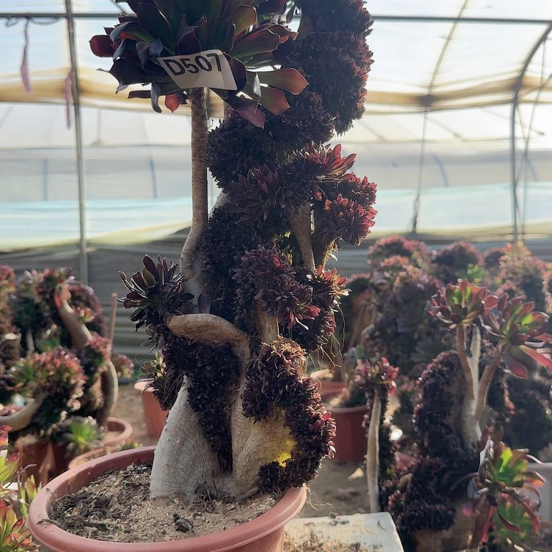 507黑法师微瑕一颗呀呀