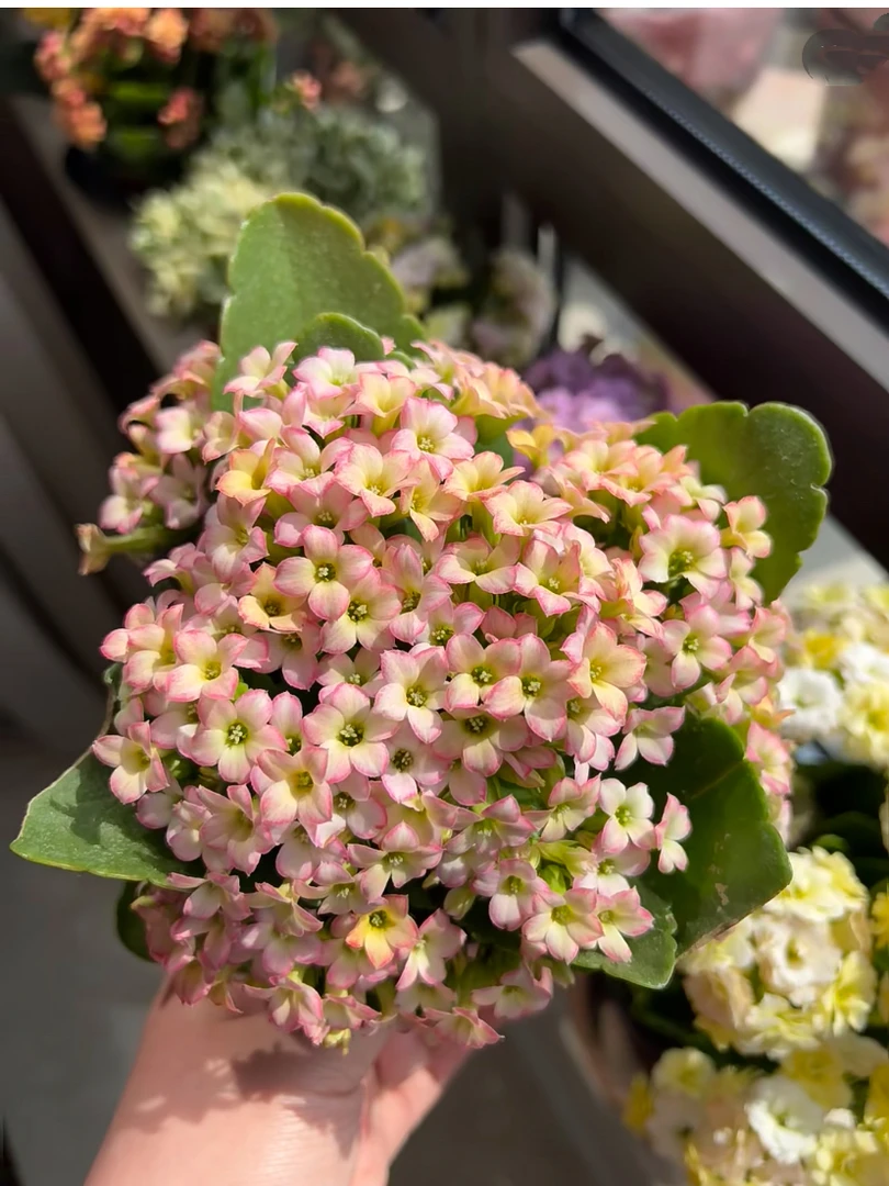 粉鸥泊开花版  130盆（北京昊景）