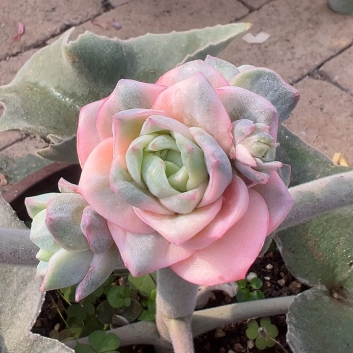 彩色可爱玫瑰锦一物一拍锦龙