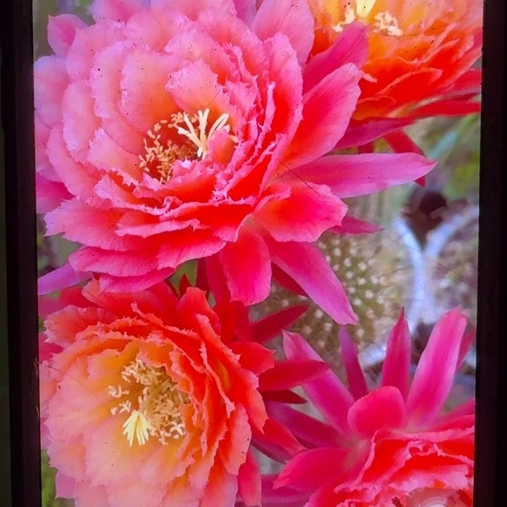 牛牛根7公分冠服毛花柱