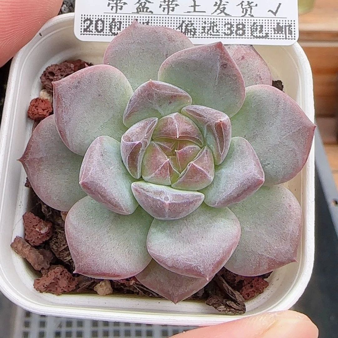 多肉0919--322琥珀天使珍妮