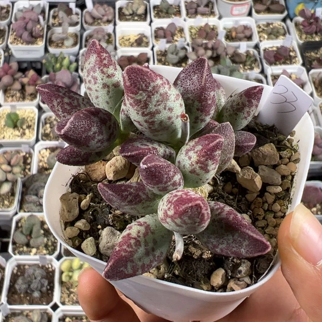 艾薇多肉植物水泡带桩