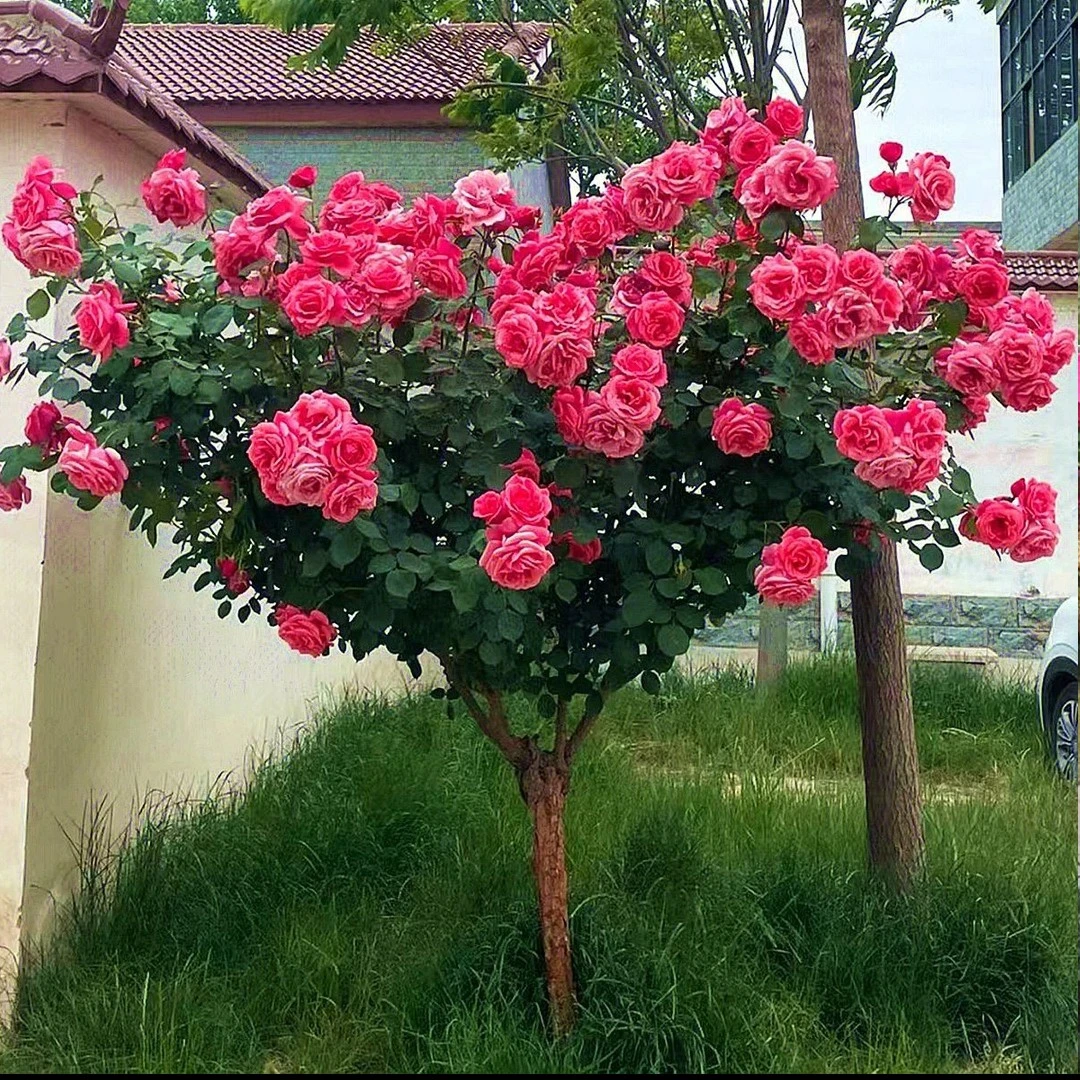 精品树桩月季浓香型国月大花绯扇四季开花庭院盆栽花卉月季好种植