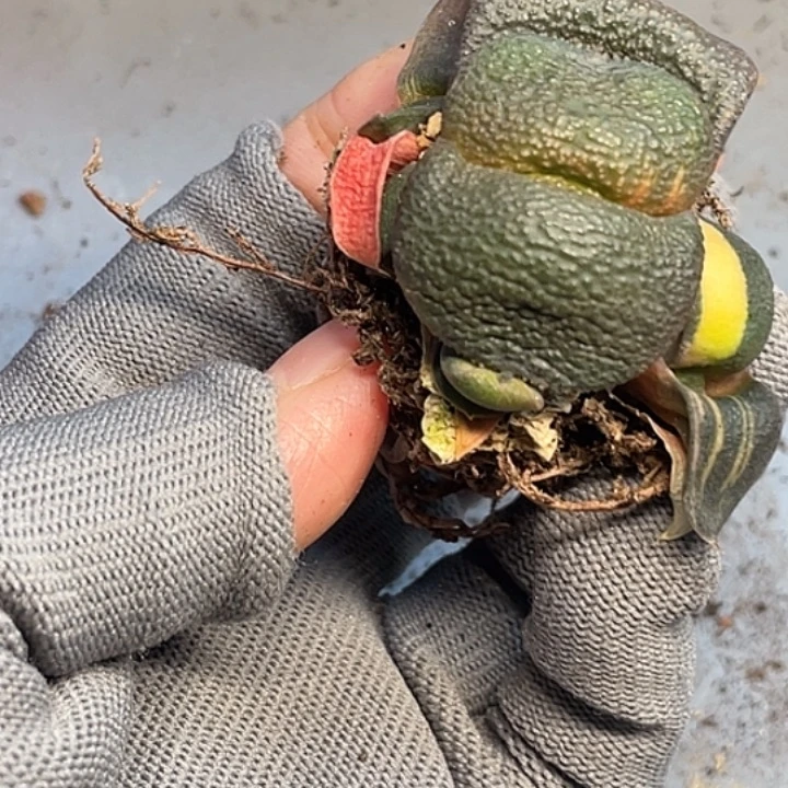 ****嗐客户专拍一物一拍