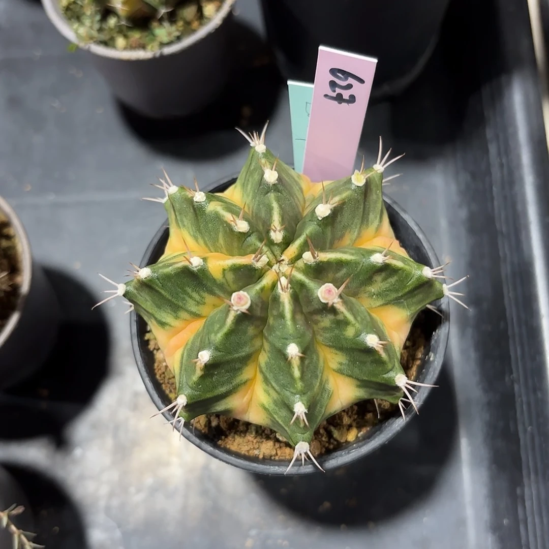 ?***✨泰国米哈627-0131