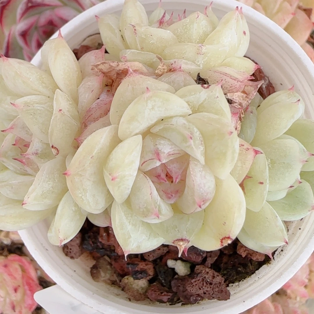 a***a花语多肉1230-104散