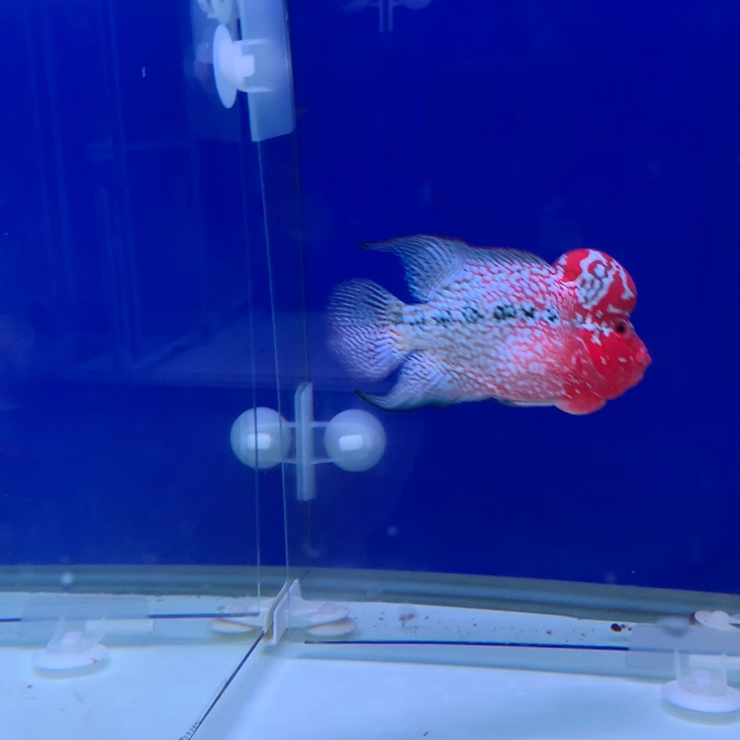 潼***海水鱼罗汉鱼直播间316