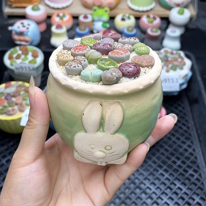 w9157 带盆土发货一物一拍