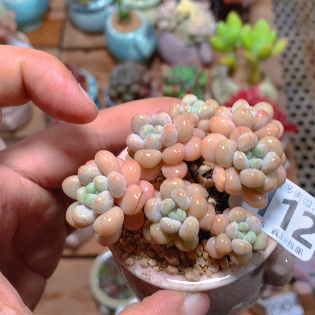 小尾巴5CM迷你拇指盆N112