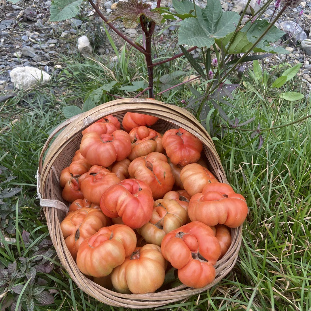 西红柿贵州高山老品种马蹄西红柿露天种植每天现摘现发【顺丰包邮】