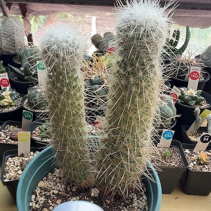 双头太白丸一棵仙人球