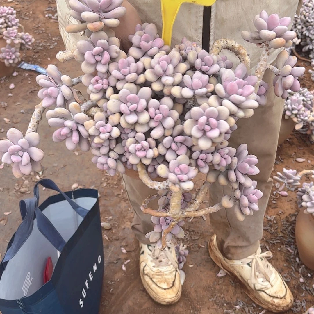 不**之24号老庄多肉植物