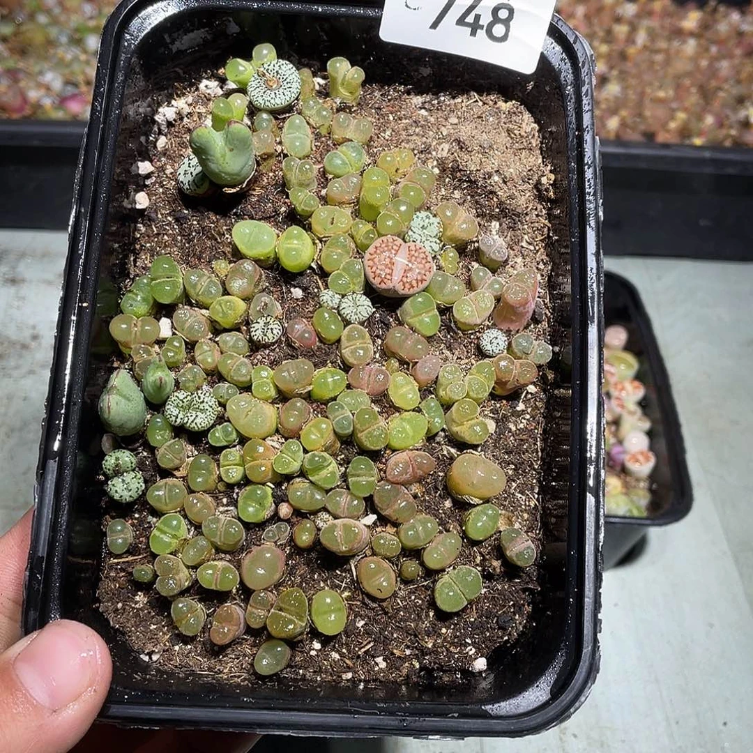 当天凑满十八元包邮748