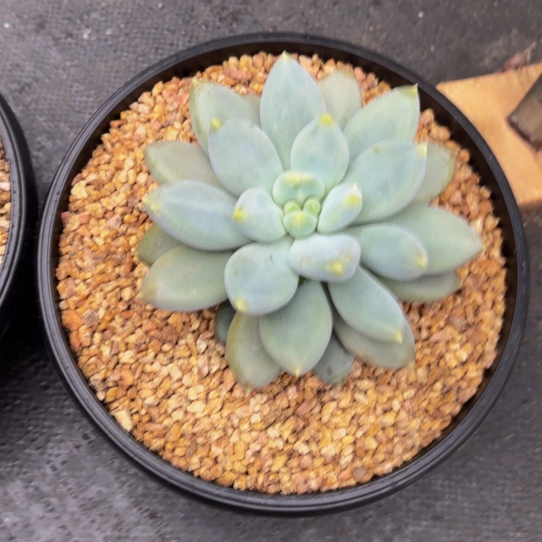 ****丫Vjjjjjjjjhhhjjnb nbvnjbbjbnnj