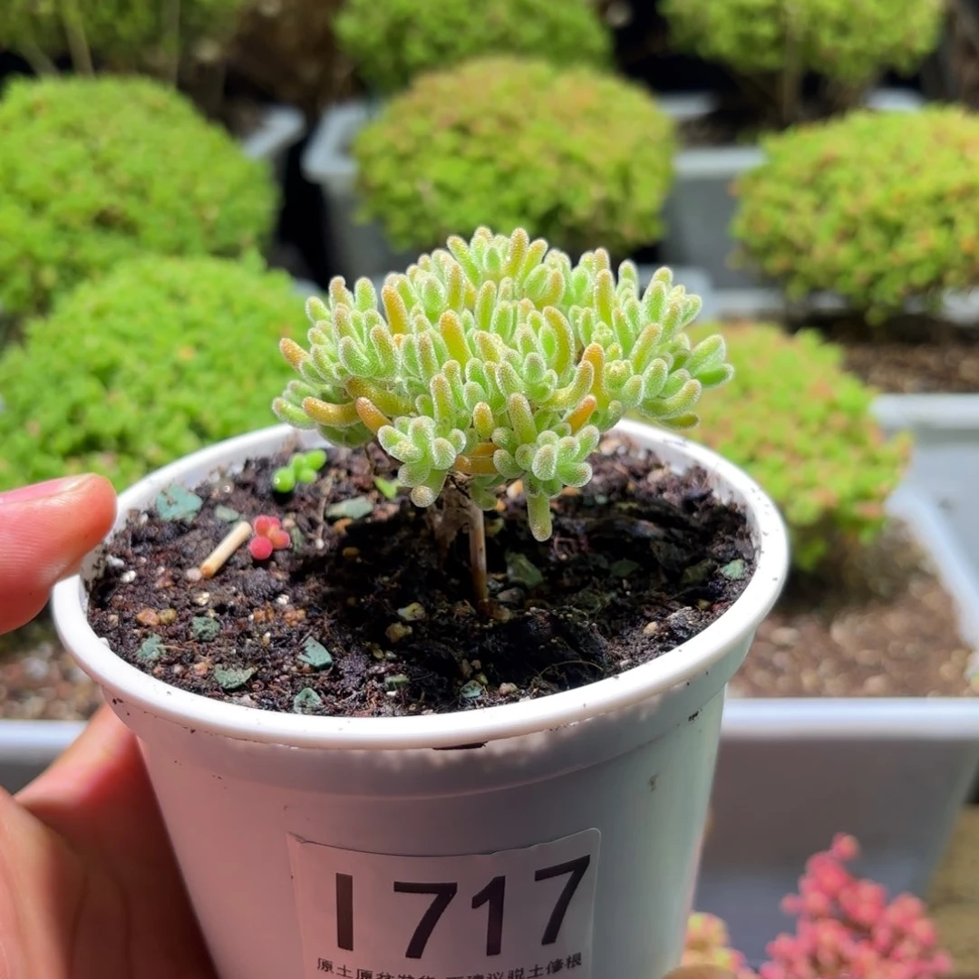 枝干番杏蜜橘糖球L717