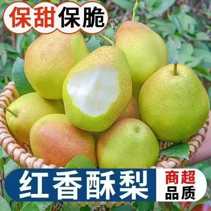【现摘现发】彩箱10斤带箱红香酥梨 现摘现发薄皮脆甜爆汁
