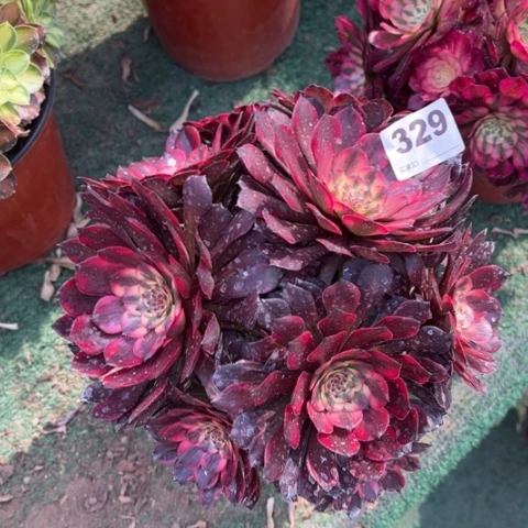 329烟花朵朵多肉，