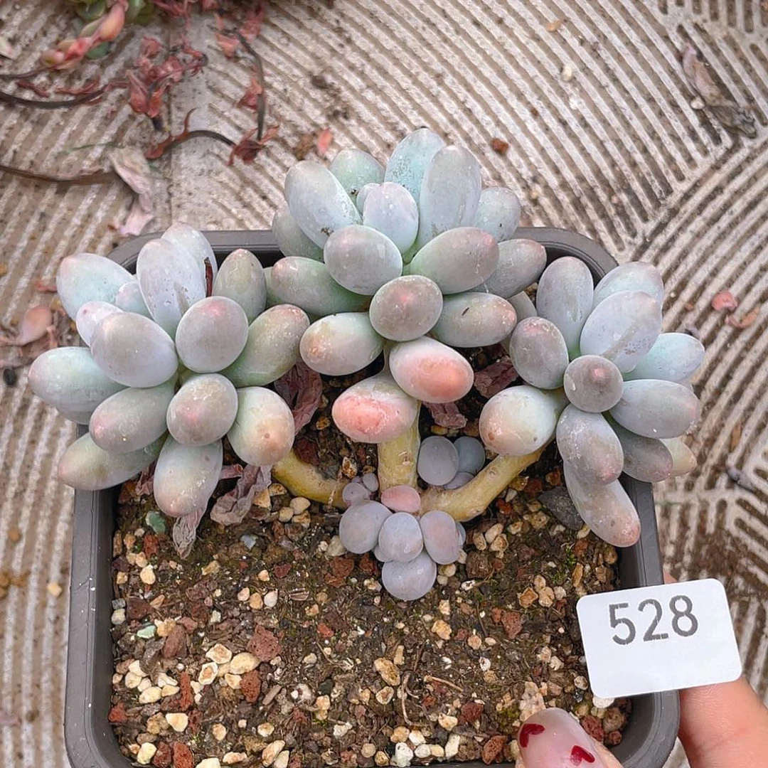 528。   粉色恋人。