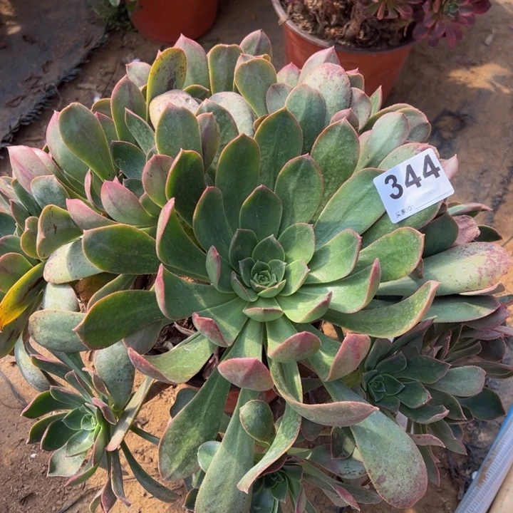 A****姐仙桃多肉植物344