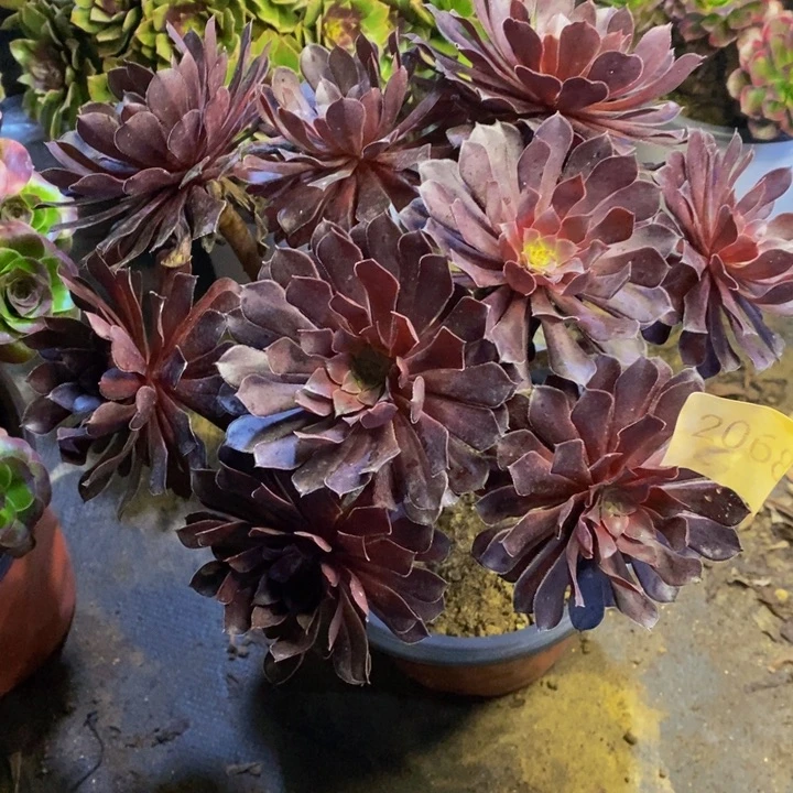 黑铜壶多肉断头不包2068