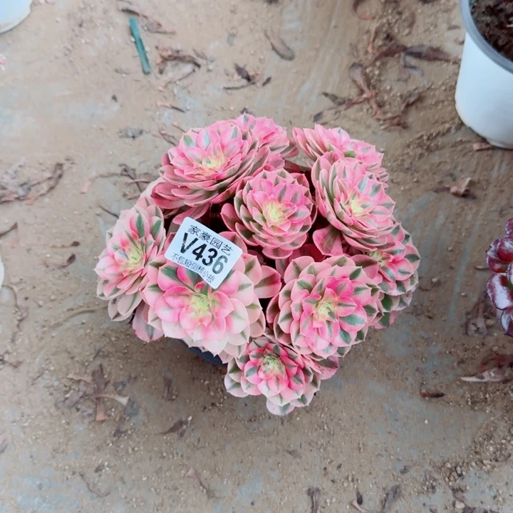 436倾城官服22左右2