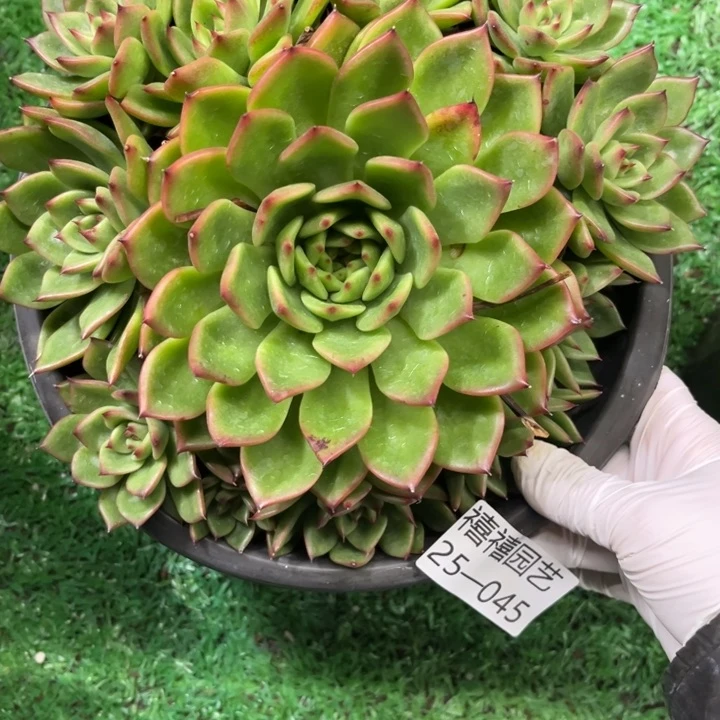 25-045蓝月亮多肉植物