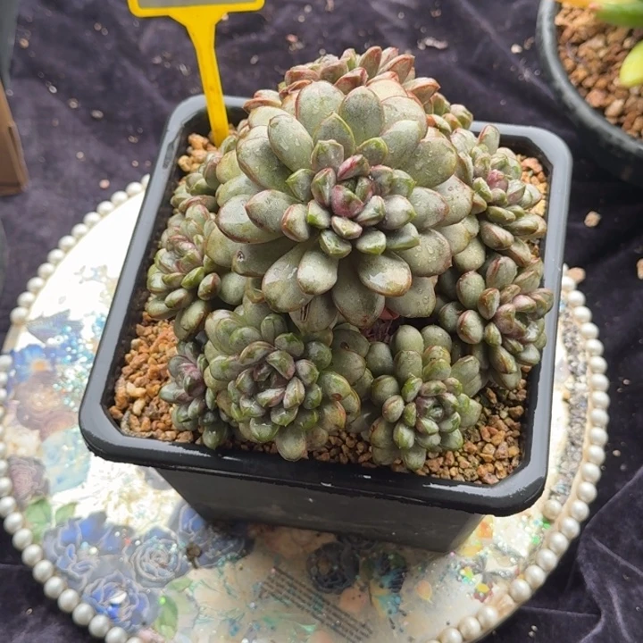 多肉植物菩提群952