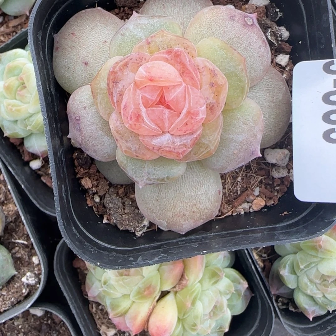 小卡拉米糖心一物一拍