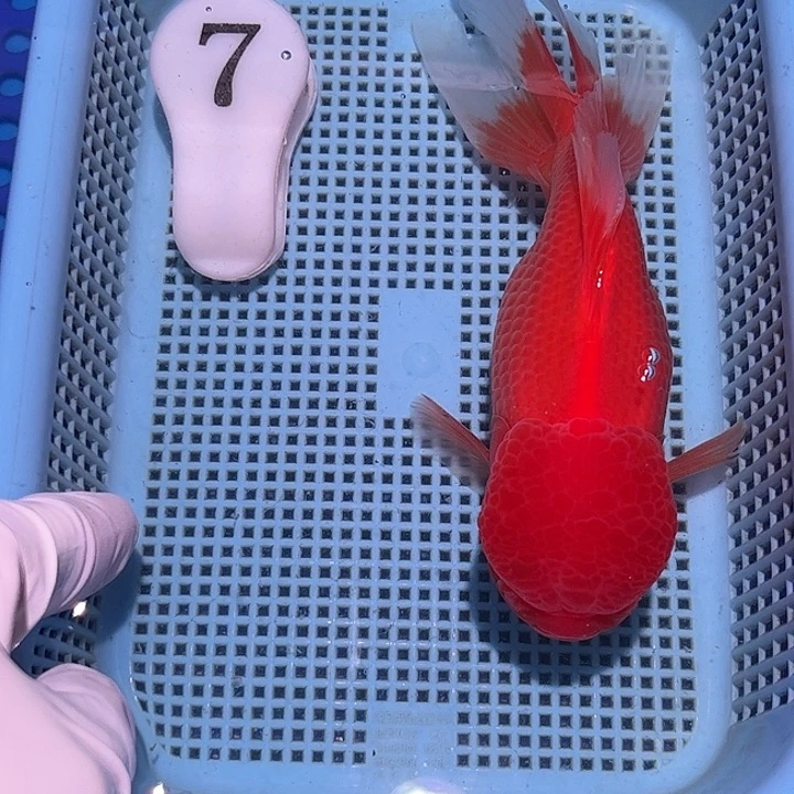 狮头鱼冷水观赏鱼需要打氧气无开箱视频无售后