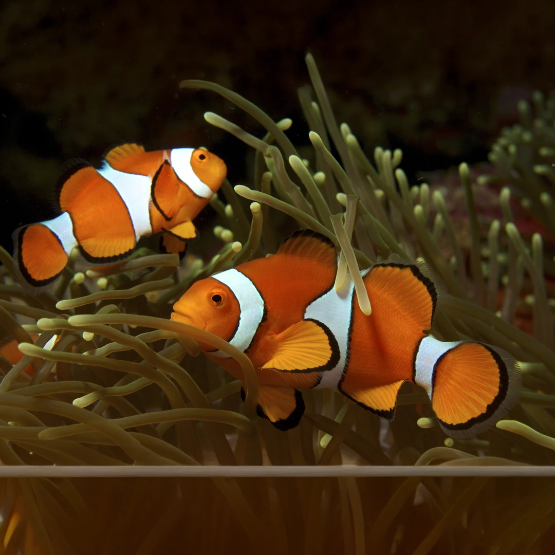 野生公子小丑鱼宿务公子巴东公子海水观赏鱼爱自然水族