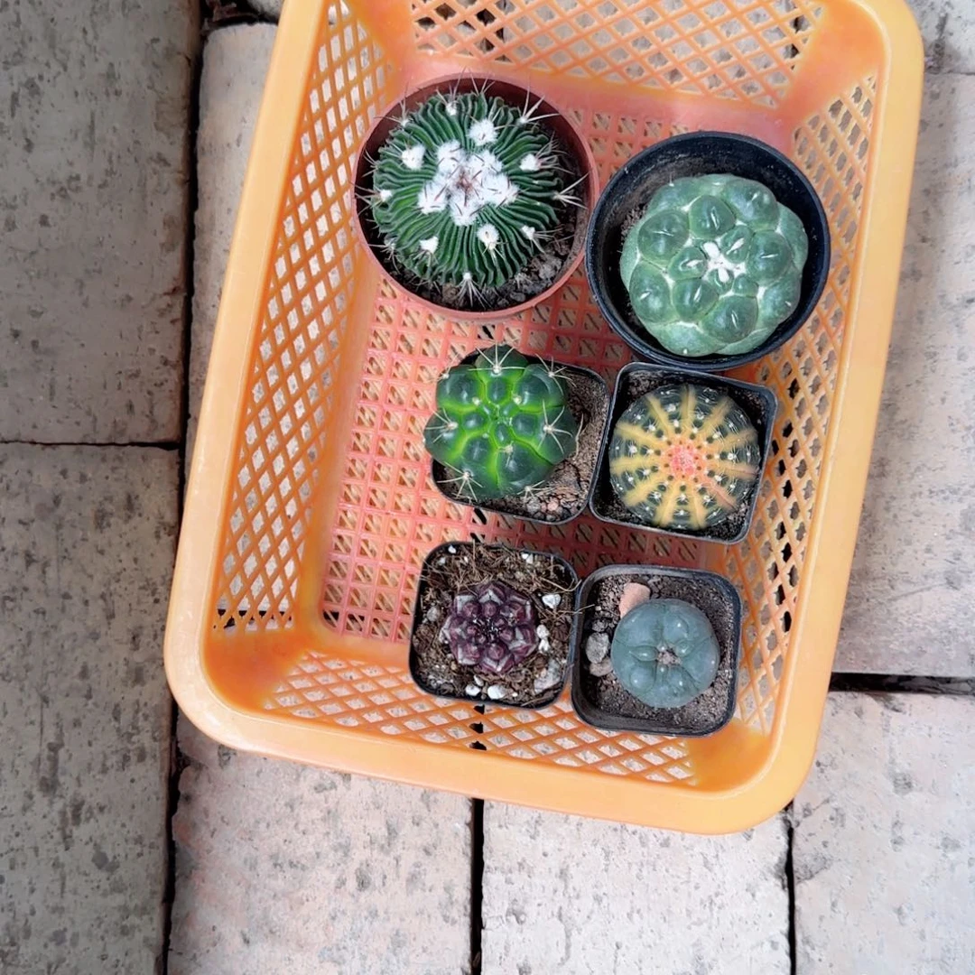 无花朵花**'六个仙人球组合，花之语