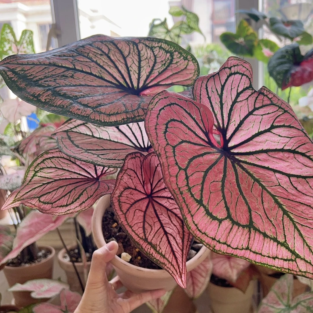 火舞彩叶芋绿植盆栽多年生四季常青庭院阳台养护