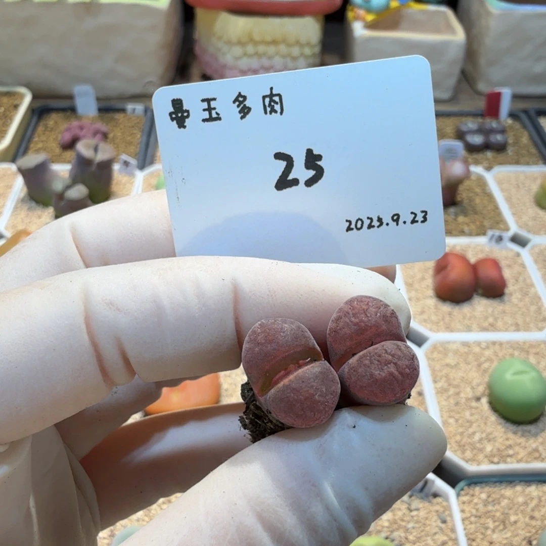 喵***呜多肉多肉多肉9.23-025红蛋糕