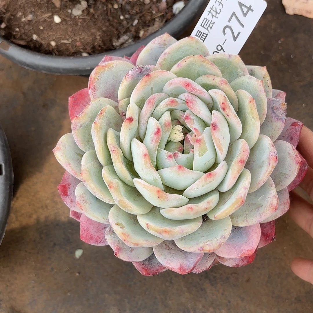 云*晚同温层多肉雪天使274