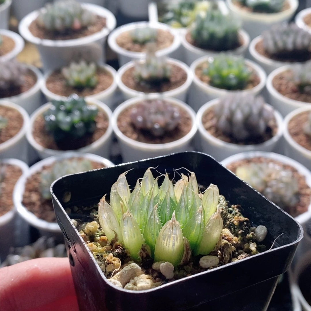 钻石实生针管玉露多肉