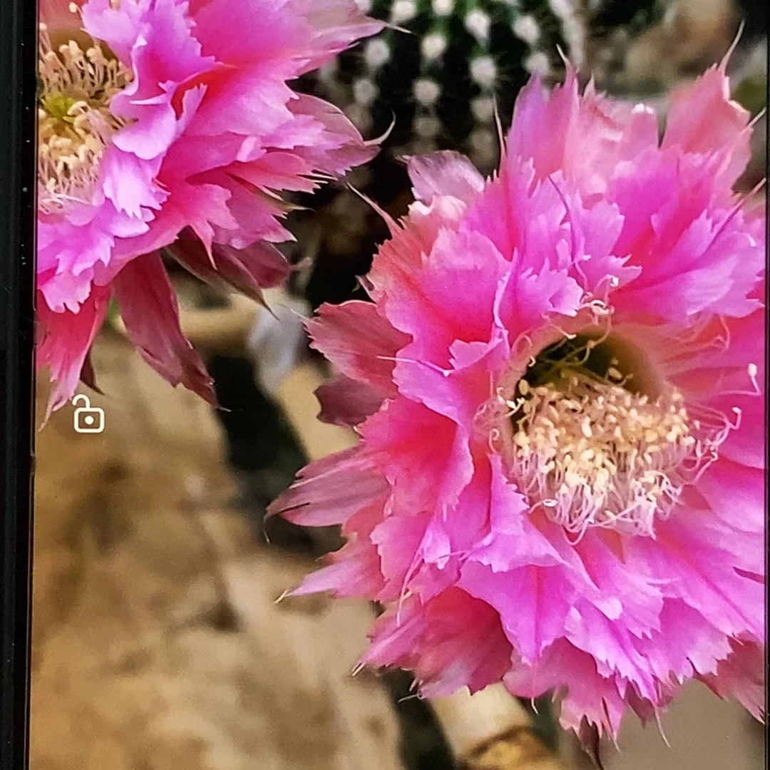 凤羽24侧芽歪4公分以上