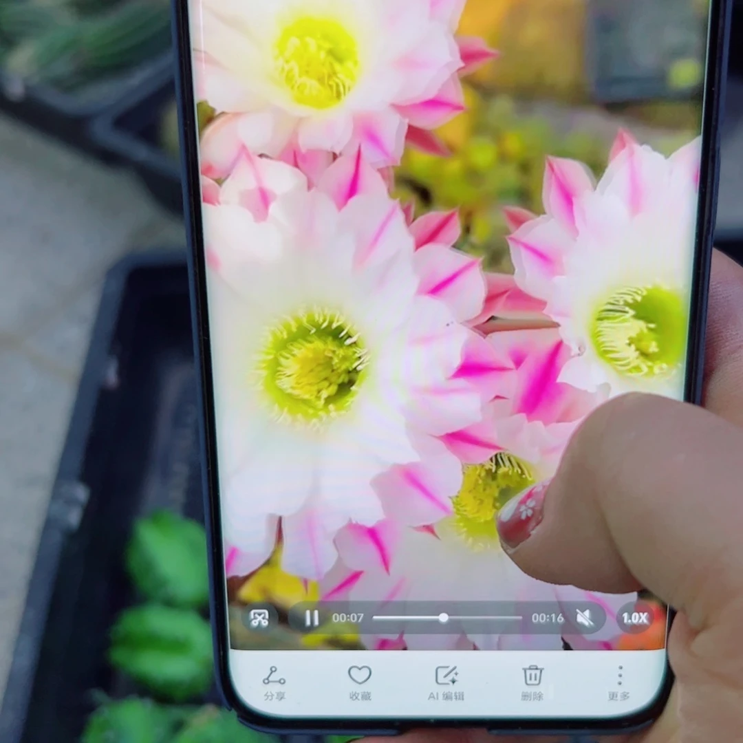 下42金刚粉碟歪无根侧芽4公分左右20包邮