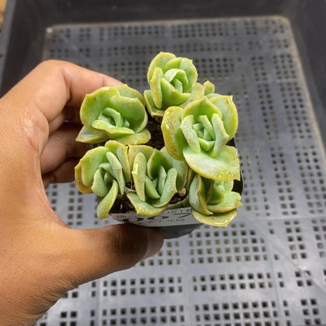 六头可爱玫瑰群一物一拍满20包邮满26送一颗多肉