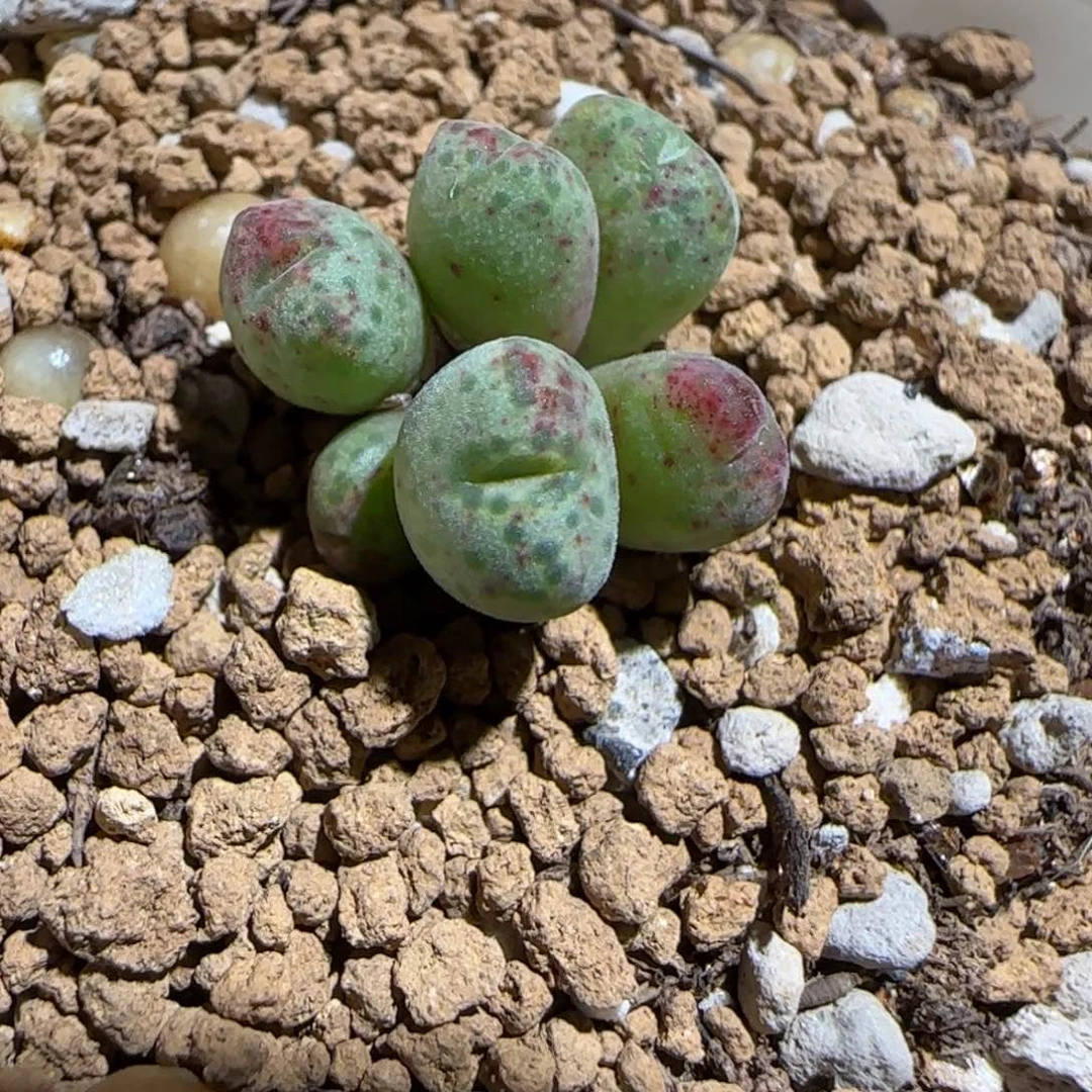 肉锥多肉植物组合-杂交斑马906