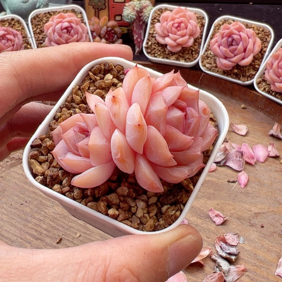 好好看06、哈哈哈哈