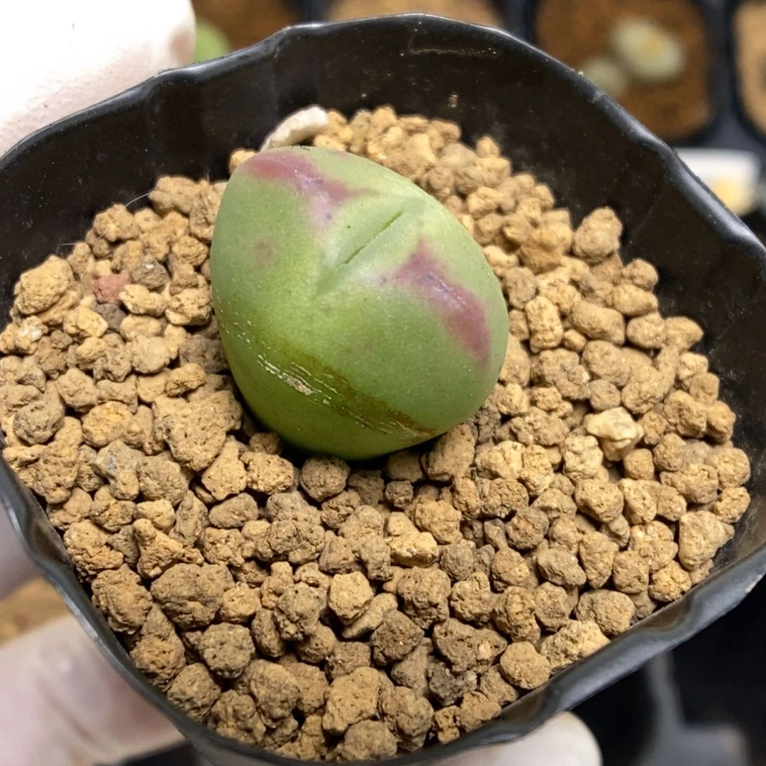 多肉植物肉锥杂交K-4691 水渍福利