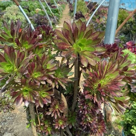 三色缀多肉植物018